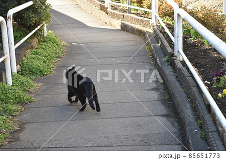 逃げる黒猫の後ろ姿 逃げる黒猫の後ろ姿 85651773