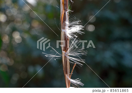 テイカカズラの種 85651865