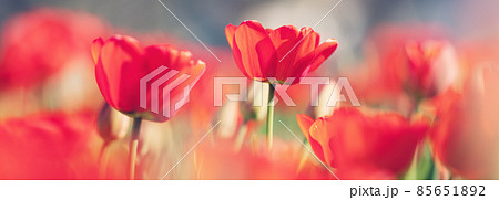 Red tulips and yellow jonquils in flowerbeds in the garden in . Beautiful flowers on sunny day on blue sky background 85651892