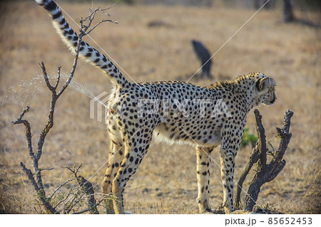 Cheetah in Kruger National Park in South Africa Cheetah in Kruger National Park in South Africa 85652453