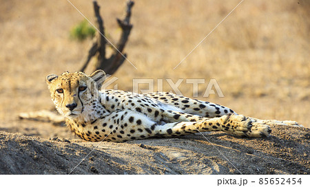 Cheetah in Kruger National Park in South Africa Cheetah in Kruger National Park in South Africa 85652454