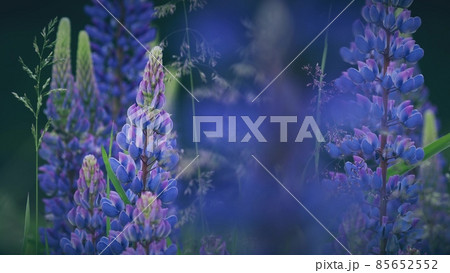 Bush Of Wild Flowers Lupine In Summer Field Meadow Panorama Summer Background. Lupinus, Commonly Known As Lupin Or Lupine, Is A Genus Of Flowering Plants In The Legume Family, Fabaceae 4K Bush Of Wild Flowers Lupine In Summer Field Meadow Panorama Summer Background. Lupinus, Commonly Known As Lupin Or Lupine, Is A Genus Of Flowering Plants In The Legume Family, Fabaceae 4K 85652552