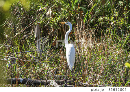 Close up of a heron in the swamps of the Everglades in Florida taken during the day Close up of a heron in the swamps of the Everglades in Florida taken during the day 85652805
