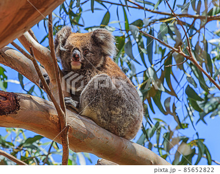 Koala bear sitting on tree Koala bear sitting on tree 85652822