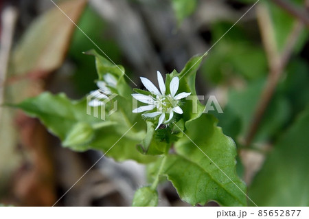 ウシハコベの花 ウシハコベの花 85652877