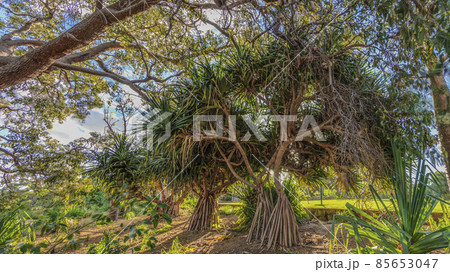 HDR picture of a mangrove tree 85653047