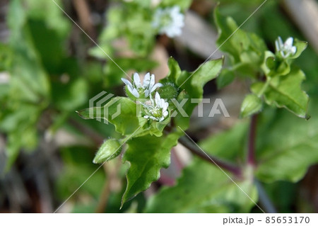 ウシハコベの花 ウシハコベの花 85653170