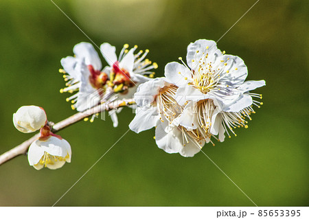 梅の花 満月枝垂 (京王百草園にて) 梅の花 満月枝垂 (京王百草園にて) 85653395