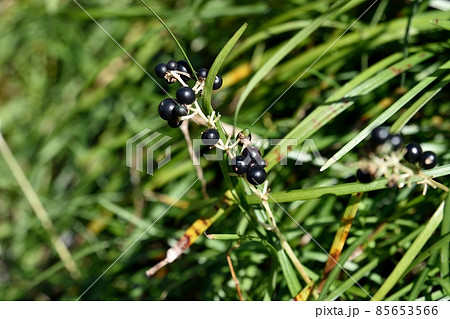 ヤブランの実 ヤブランの実 85653566