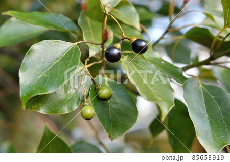 クスノキの実 85653919