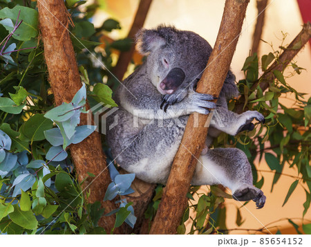 Koala bear in Australia clings to tree 85654152
