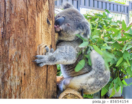Koala bear in Australia clings to tree 85654154