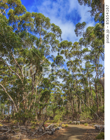 Eucalyptus forests in Australia 85654167