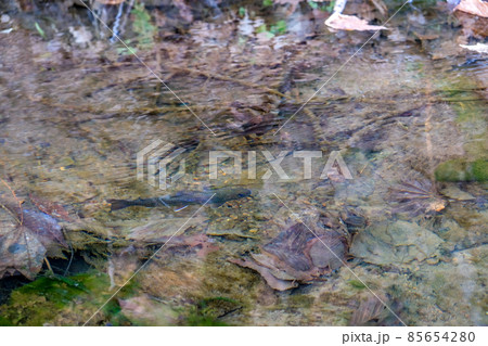 小川の魚 85654280