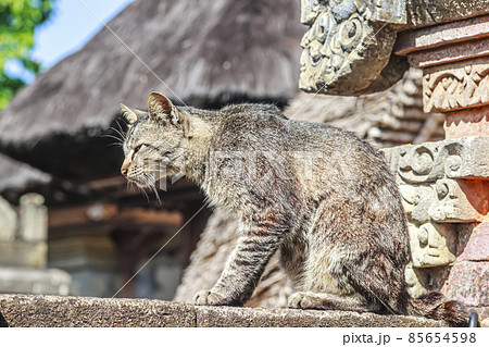 Portrait of a cat in front of a temple on the Indonesian island of Bali during the day 85654598