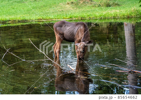 European Moose, Alces alces, also known as the elk European Moose, Alces alces, also known as the elk 85654662