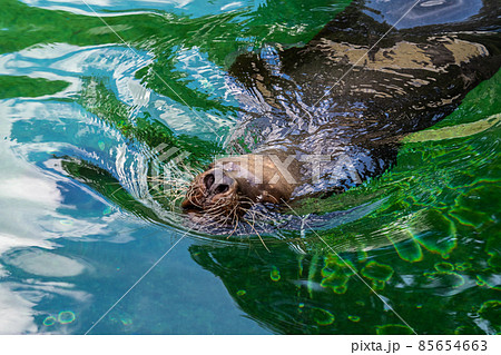 The South American sea lion, Otaria flavescens in the zoo The South American sea lion, Otaria flavescens in the zoo 85654663