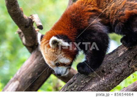 The red panda, Ailurus fulgens, also called the lesser panda. The red panda, Ailurus fulgens, also called the lesser panda. 85654664