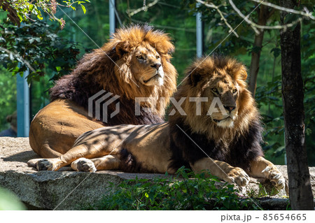 The lion, Panthera leo is one of the four big cats in the genus Panthera The lion, Panthera leo is one of the four big cats in the genus Panthera 85654665