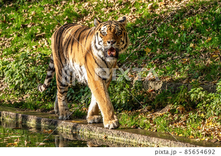 The Siberian tiger,Panthera tigris altaica in the zoo 85654692