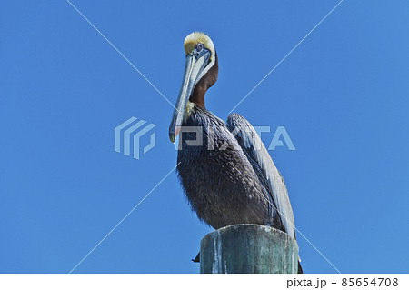 Portrait of a pelican sitting on a pole watching the surroundings Portrait of a pelican sitting on a pole watching the surroundings 85654708