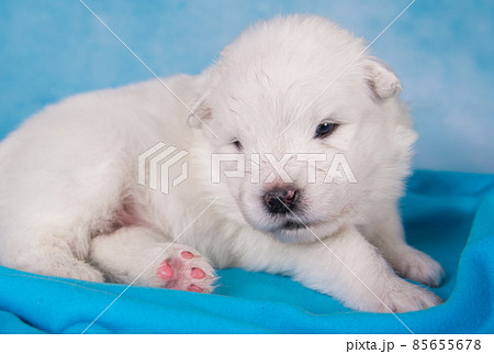 White fluffy small Samoyed puppy dog is sitting on blue 85655678