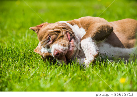 Chocolate color American Bully dog is lying on green grass 85655712