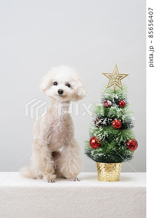 クリスマスツリーと白いトイプードル 85656407