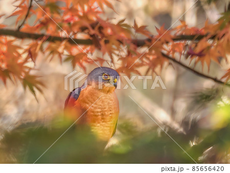 紅葉にとまるツミのオス モミジの赤とツミの眼のルビー色がマッチングしています 紅葉にとまるツミのオス モミジの赤とツミの眼のルビー色がマッチングしています 85656420