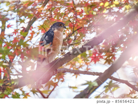 紅葉にとまるツミのオス モミジの赤とツミの眼のルビー色がマッチングしています 紅葉にとまるツミのオス モミジの赤とツミの眼のルビー色がマッチングしています 85656421
