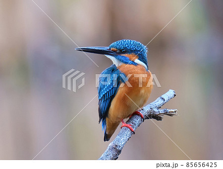 虹のような紅葉の色彩をバックにして、青い宝石と呼ばれるカワセミが美しく映えていました 85656425