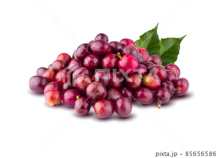Red coffee beans isolated on a white background. 85656586