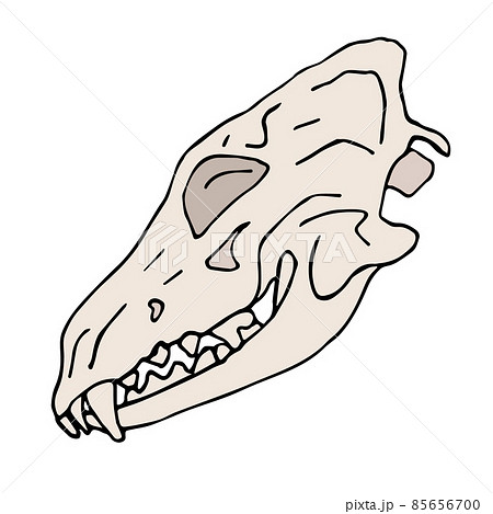 Vector hand drawn doodle colored dog wolf skull 85656700