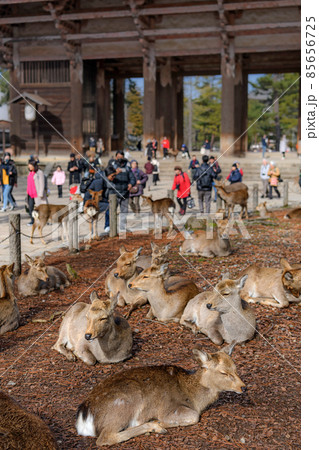 奈良 東大寺 南大門と鹿 85656725