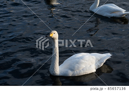 大沼国定公園＿ラムサール条約湿地＿鳥獣保護区＿白鳥＿冬 85657136