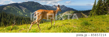 Deer 85657214