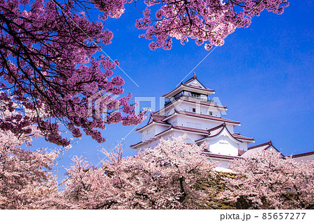 【福島県】 会津若松市　桜咲く鶴ヶ城　4月 85657277