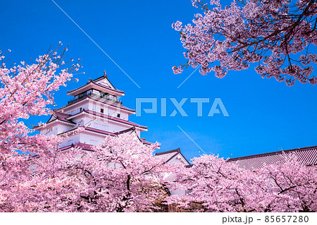 【福島県】 会津若松市　桜咲く鶴ヶ城　4月 85657280