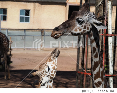 キリンの親子の顔のクローズアップ 85658108