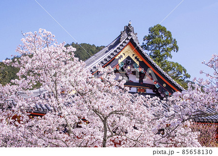 京都毘沙門堂 桜の風景 京都の桜名所 春の京都観光スポットの写真素材