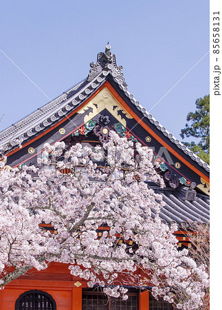 京都毘沙門堂　桜の風景　京都の桜名所　春の京都観光スポット 85658131