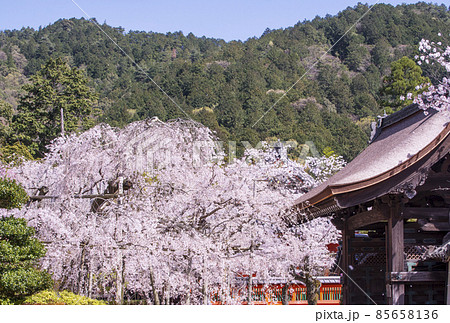 京都毘沙門堂の枝垂れ桜　桜の風景　京都の桜名所　春の京都観光スポット 85658136