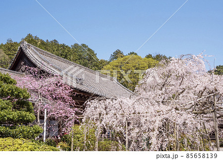 京都毘沙門堂の枝垂れ桜　桜の風景　京都の桜名所　春の京都観光スポット 85658139