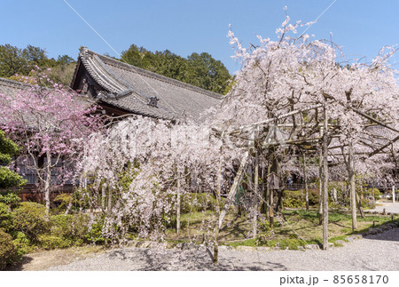 京都毘沙門堂の枝垂れ桜 桜の風景 京都の桜名所 春の京都観光スポット 京都毘沙門堂の枝垂れ桜 桜の風景 京都の桜名所 春の京都観光スポット 85658170