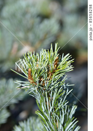 Japanise White Pine Negishi 85658298