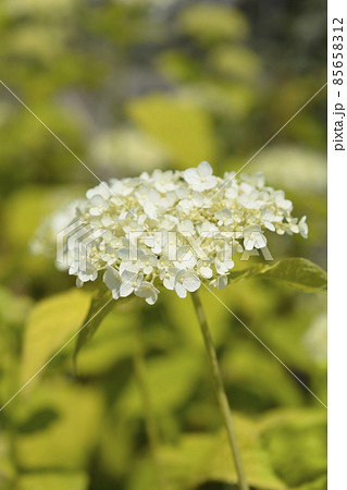Smooth hydrangea Annabelle 85658312