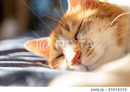 ベッド眠る家猫 85658359