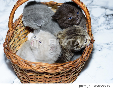 blue, fawn, brown and taby kittens in a basket 85659545