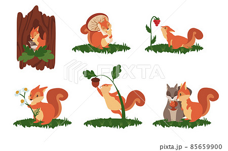 Cartoon squirrel scenes. Cute wild animal in different poses, jump play and sleep, wildlife funny squirrel. Vector set Cartoon squirrel scenes. Cute wild animal in different poses, jump play and sleep, wildlife funny squirrel. Vector set 85659900