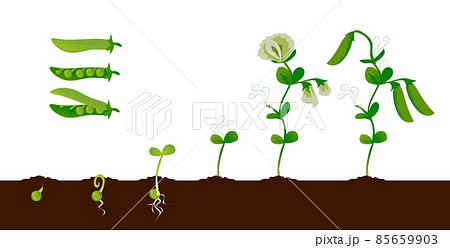 Pea growth. Green plant growing stages with seedling, sprout and pods, organic vegetable graphic element. Vector isolated set Pea growth. Green plant growing stages with seedling, sprout and pods, organic vegetable graphic element. Vector isolated set 85659903